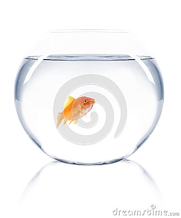 Goldfish swimming in bowl Stock Photo