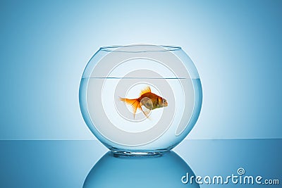 Goldfish swims away in a fishbowl Stock Photo