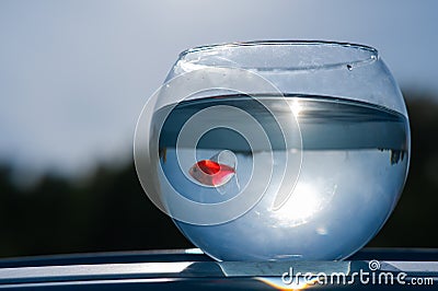 A goldfish swims in a round aquarium against a blue sky and green trees. Stock Photo
