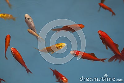 Goldfish, a symbol of well-being, wealth, fulfillment of desire. Stock Photo