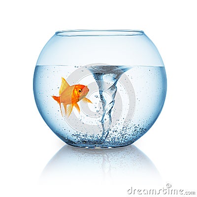 Goldfish with twister in a fishbowl Stock Photo
