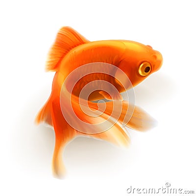 Goldfish vector illustration Vector Illustration