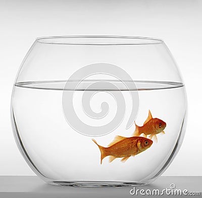 Goldfishes Stock Photo