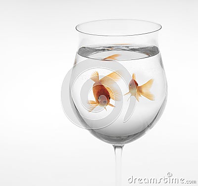 Goldfishes in a glass Stock Photo