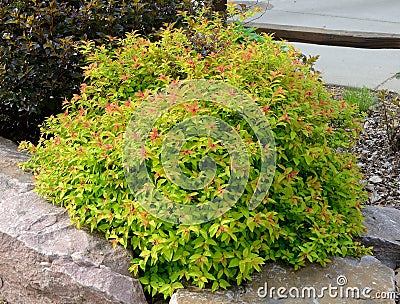 Goldflame Spirea Landscaping Shrub Stock Photo