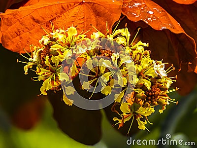 Goldleaf Bauhinia Stock Photo