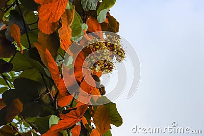 Goldleaf Bauhinia Stock Photo