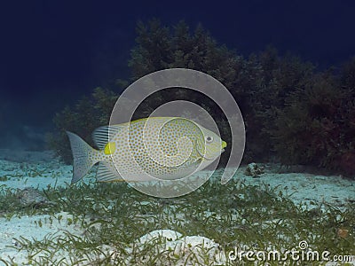 Goldlined spinefoot Stock Photo