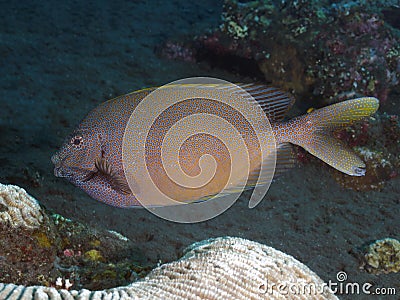 Goldspotted spinefoot Stock Photo