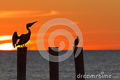 The golf of Mexico with a dramatic sunset with a pelican and cormorant perched in front of it as seen from For Myers Beach, Florid Stock Photo