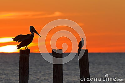 The golf of Mexico with a dramatic sunset with a pelican and cormorant perched in front of it as seen from For Myers Beach, Florid Stock Photo