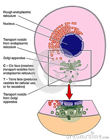 Golgi apparatus Vector Illustration