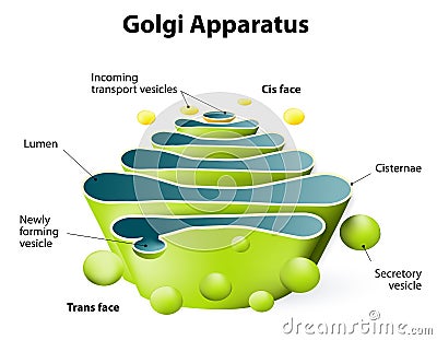 Golgi apparatus or Golgi body Vector Illustration