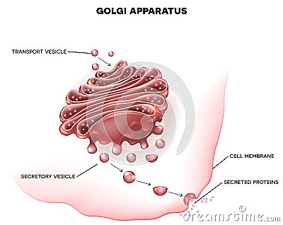 Golgi apparatus Vector Illustration