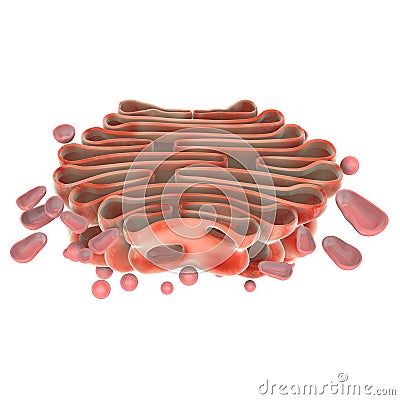 Golgi complex Stock Photo