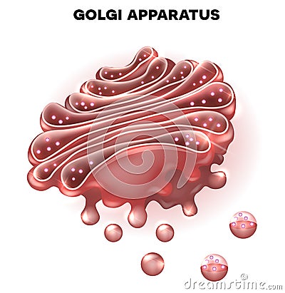 Golgi complex Vector Illustration