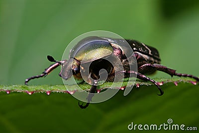 Goliath beetle Stock Photo