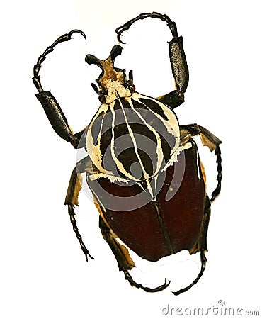 Goliath beetle Stock Photo