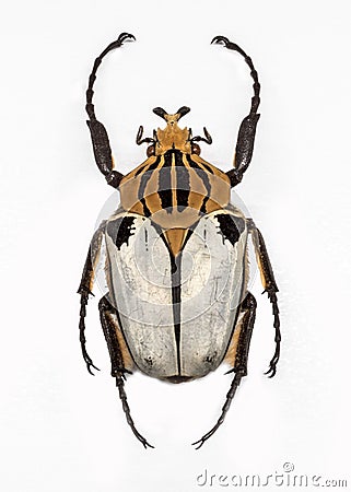 Goliath beetle - Goliathus caccius Stock Photo