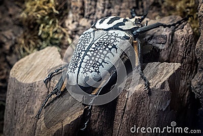 Goliath Beetle, Goliathus. The largest beetle on a tree trunk Stock Photo