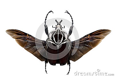 Goliath beetles - Goliathus. Stock Photo