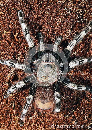 Goliath bird eater spider Stock Photo