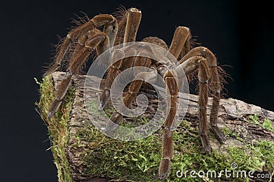 Goliath bird eating spider Stock Photo