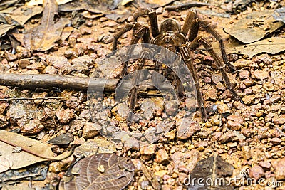 Goliath bird-eating spider, Theraphosa blondi Stock Photo