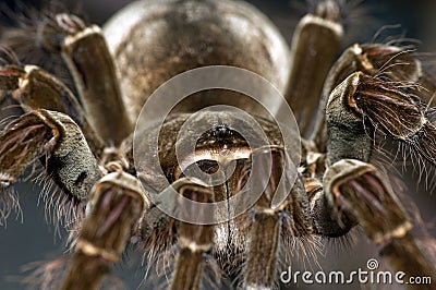 Goliath Bird-Eating Tarantula Stock Photo