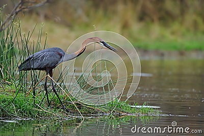 Goliath Heron (Ardea goliath) Stock Photo