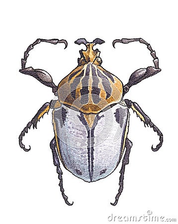 Goliathus (Goliath beetles) Stock Photo