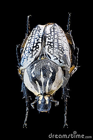 Goliathus orientalis beetle on black background Stock Photo