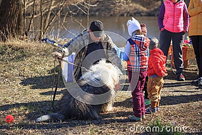 GOMEL, BELARUS - 9 April 2017: A great kind dog gets acquainted with people in the nature Editorial Stock Photo