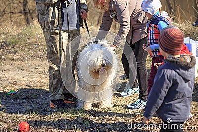 GOMEL, BELARUS - 9 April 2017: A great kind dog gets acquainted with people in the nature Editorial Stock Photo