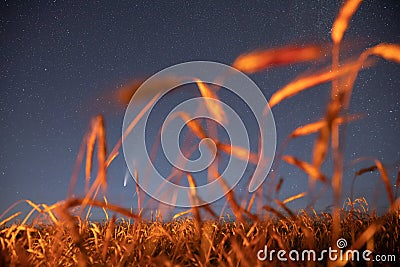 Belarus. 17 July 2020. Comet Neowise C/2020 F3 Shines Bright In The Night Starry Sky Above Young Wheat Field. Night Editorial Stock Photo