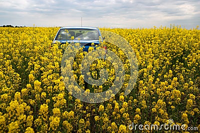 GOMEL, BELARUS - May 24, 2017: the blue car is parked on the rapeseed field. Editorial Stock Photo