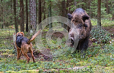 Hunting on wildboar Stock Photo