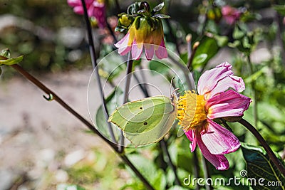 Gonepteryx rhamni Brimstones butterfly. Yellow butterfly collecting nectar from flowers shows the role of insects as pollinator s Stock Photo