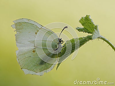 Gonepteryx rhamni is a diurnal butterfly from the Pieridae family on on a green leaf Stock Photo