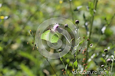 A common brimstone butterflysitting on a flower Stock Photo