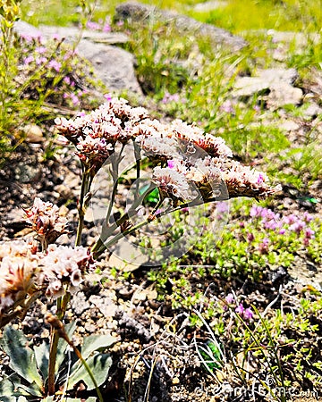 Goniolimon speciosum. flowers in the wild. Stock Photo