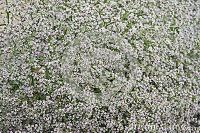 Goniolimon tataricum with white-pink flowers Stock Photo