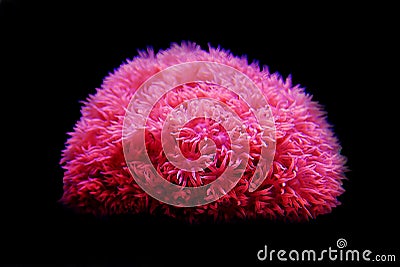 Pink Flower Pot Goniopora sp. LPS coral Stock Photo