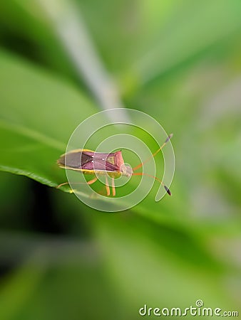 Gonocerus acuteangulatus is a herbivorous species of true bug in the family Coreidae micro imag indian village garden insect image Stock Photo