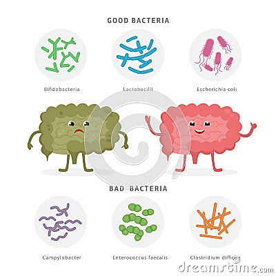 Good Bacteria and Bad Bacteria in human intestines. Bifidobacteria, Lactobacilli, Escherichia coli, Campylobacter Vector Illustration