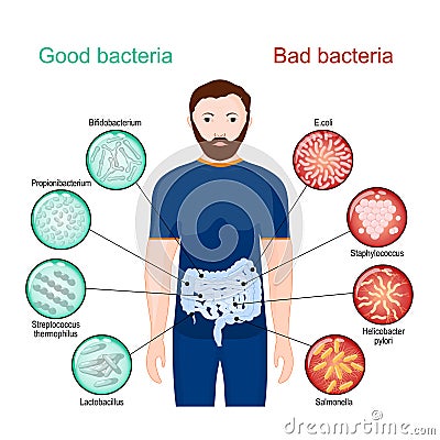 Good and bad bacteria. Poster about probiotics Vector Illustration