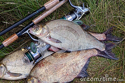Successful fishing - pile of big freshwater bream fish and fishing rod with reel on natural background Stock Photo