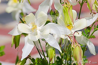 Good high columbine flowers spring outdoor growing Stock Photo