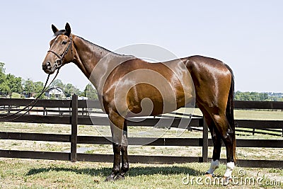 Good looking horse Stock Photo
