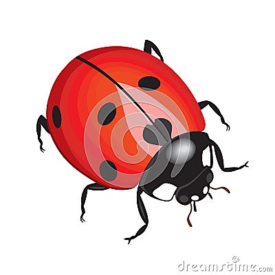 Vector ladybug isolated on white background Vector Illustration